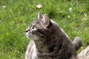Gandhi, berschis, cute, feline, cat, predator, domestic, swiss, furry, switzerland, grey, garden, animal, silver, pet, tabby, hunter, mammal