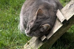 Gandhi, berschis, cute, feline, cat, predator, domestic, swiss, furry, switzerland, grey, garden, animal, silver, pet, tabby, hunter, mammal