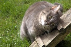 Gandhi, berschis, cute, feline, cat, predator, domestic, swiss, furry, switzerland, grey, garden, animal, silver, pet, tabby, hunter, mammal