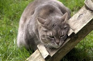Gandhi, berschis, cute, feline, cat, predator, domestic, swiss, furry, switzerland, grey, garden, animal, silver, pet, tabby, hunter, mammal