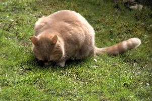 Belis, berschis, cute, feline, cat, predator, domestic, swiss, furry, switzerland, ginger, garden, animal, marmalade, tomcat, pet, tabby, hunter, mammal, male, tom