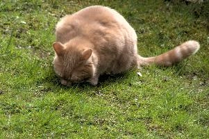 Belis, berschis, cute, feline, cat, predator, domestic, swiss, furry, switzerland, ginger, garden, animal, marmalade, tomcat, pet, tabby, hunter, mammal, male, tom