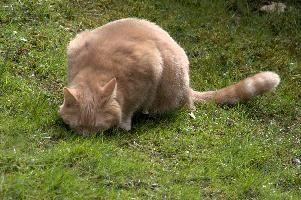 Belis, berschis, cute, feline, cat, predator, domestic, swiss, furry, switzerland, ginger, garden, animal, marmalade, tomcat, pet, tabby, hunter, mammal, male, tom
