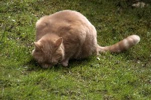 Belis, berschis, cute, feline, cat, predator, domestic, swiss, furry, switzerland, ginger, garden, animal, marmalade, tomcat, pet, tabby, hunter, mammal, male, tom