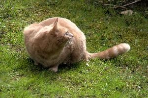 Belis, berschis, cute, feline, cat, predator, domestic, swiss, furry, switzerland, ginger, garden, animal, marmalade, tomcat, pet, tabby, hunter, mammal, male, tom
