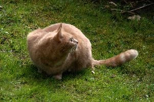 Belis, berschis, cute, feline, cat, predator, domestic, swiss, furry, switzerland, ginger, garden, animal, marmalade, tomcat, pet, tabby, hunter, mammal, male, tom