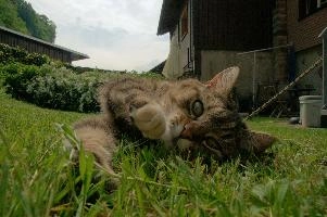 Tabby cat playing on lawn, Swiss village of Berschis, bright, pet, wild, feline, pretty, alpine, tabby, cute, flums, cat, stretching, swiss, berschis, lying, walensee, garden, lawn, alps, europe, playful, evening, sunshine, playing, walenstadt, sunlight, furry, switzerland, life, female