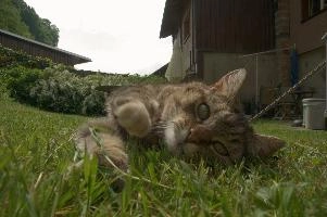 Tabby cat playing on lawn, Swiss village of Berschis, bright, pet, wild, feline, pretty, alpine, tabby, cute, flums, cat, stretching, swiss, berschis, lying, walensee, garden, lawn, alps, europe, playful, evening, sunshine, playing, walenstadt, sunlight, furry, switzerland, life, female