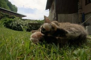 Tabby cat playing on lawn, Swiss village of Berschis, bright, pet, wild, feline, pretty, alpine, tabby, cute, flums, cat, stretching, swiss, berschis, lying, walensee, garden, lawn, alps, europe, playful, evening, sunshine, playing, walenstadt, sunlight, furry, switzerland, life, female