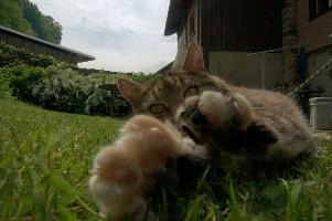 Tabby cat playing on lawn, Swiss village of Berschis, bright, pet, wild, feline, pretty, alpine, tabby, cute, flums, cat, stretching, swiss, berschis, lying, walensee, garden, lawn, alps, europe, playful, evening, sunshine, playing, walenstadt, sunlight, furry, switzerland, life, female