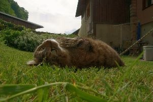 Tabby cat playing on lawn, Swiss village of Berschis, bright, pet, wild, feline, pretty, alpine, tabby, cute, flums, cat, stretching, swiss, berschis, lying, walensee, garden, lawn, alps, europe, playful, evening, sunshine, playing, walenstadt, sunlight, furry, switzerland, life, female