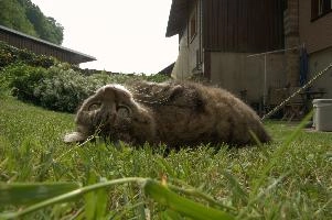 Tabby cat playing on lawn, Swiss village of Berschis, bright, pet, wild, feline, pretty, alpine, tabby, cute, flums, cat, stretching, swiss, berschis, lying, walensee, garden, lawn, alps, europe, playful, evening, sunshine, playing, walenstadt, sunlight, furry, switzerland, life, female