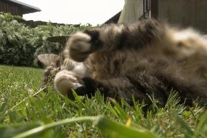Tabby cat playing on lawn, Swiss village of Berschis, bright, pet, wild, feline, pretty, alpine, tabby, cute, flums, cat, stretching, swiss, berschis, lying, walensee, garden, lawn, alps, europe, playful, evening, sunshine, playing, walenstadt, sunlight, furry, switzerland, life, female