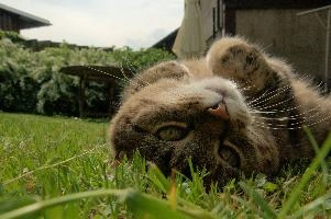 Tabby cat playing on lawn, Swiss village of Berschis, bright, pet, wild, feline, pretty, alpine, tabby, cute, flums, cat, stretching, swiss, berschis, lying, walensee, garden, lawn, alps, europe, playful, evening, sunshine, playing, walenstadt, sunlight, furry, switzerland, life, female