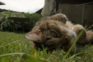 Tabby cat playing on lawn, Swiss village of Berschis, bright, pet, wild, feline, pretty, alpine, tabby, cute, flums, cat, stretching, swiss, berschis, lying, walensee, garden, lawn, alps, europe, playful, evening, sunshine, playing, walenstadt, sunlight, furry, switzerland, life, female