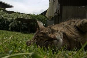 Tabby cat on lawn, flumserberg, gallen, swiss, alps, evening, walenstadt, switzerland, sunset, sankt, walensee