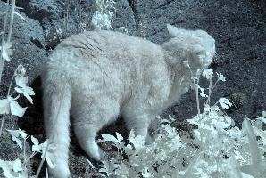 Belis in Infra-red, cats, cat, infra-red, pet, moggy, foliage, garden, walenstadt, switzerland, berschis, spring, tabby, beautiful, swiss, feline, ginger, mammal, infrared, animal, red, infra, tomcat, fluffy