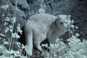 Belis in Infra-red, cats, cat, infra-red, pet, moggy, foliage, garden, walenstadt, switzerland, berschis, spring, tabby, beautiful, swiss, feline, ginger, mammal, infrared, animal, red, infra, tomcat, fluffy