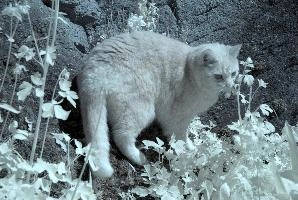 Belis in Infra-red, cats, cat, infra-red, pet, moggy, foliage, garden, walenstadt, switzerland, berschis, spring, tabby, beautiful, swiss, feline, ginger, mammal, infrared, animal, red, infra, tomcat, fluffy