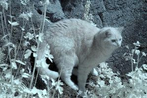Belis in Infra-red, cats, cat, infra-red, pet, moggy, foliage, garden, walenstadt, switzerland, berschis, spring, tabby, beautiful, swiss, feline, ginger, mammal, infrared, animal, red, infra, tomcat, fluffy