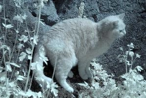 Belis in Infra-red, cats, cat, infra-red, pet, moggy, foliage, garden, walenstadt, switzerland, berschis, spring, tabby, beautiful, swiss, feline, ginger, mammal, infrared, animal, red, infra, tomcat, fluffy
