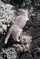 Belis in Infra-red, cats, garden, infra, switzerland, infrared, animal, spring, walenstadt, red, berschis, pet, foliage, beautiful, cat, feline, ginger, mammal, swiss, infra-red, moggy, tabby, tomcat, fluffy