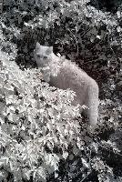 Belis in Infra-red, cats, garden, infra, switzerland, infrared, animal, spring, walenstadt, red, berschis, pet, foliage, beautiful, cat, feline, ginger, mammal, swiss, infra-red, moggy, tabby, tomcat, fluffy