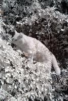 Belis in Infra-red, cats, garden, infra, switzerland, infrared, animal, spring, walenstadt, red, berschis, pet, foliage, beautiful, cat, feline, ginger, mammal, swiss, infra-red, moggy, tabby, tomcat, fluffy