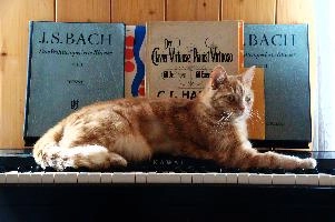 Belis the Cat on Piano, cats,  ginger tom lying on piano with musical notes by bach