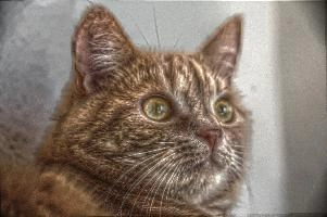 Belis the Tomcat, null