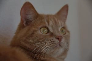 Belis the Tomcat, null