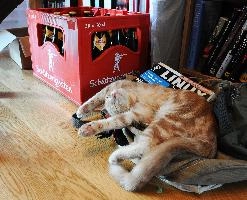 Party cat; teenaged ginger tom recovering next to beer bottles and nerdy magazine, furry, beer, feline, teenager, animal, party, pet, hangover, cat, drunk, interior, resting, house, sleeping, home, asleep, geek, sargans, ginger, nerd, switzerland, tom, linux,  teenaged ginger tom recovering next to beer bottles and nerdy magazine