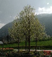 Blossom in Plankis, chur, trees, plankis, garden, cherry, blossom, graubuenden, blooming, schweiz, fresh, spring, lush, alps, mountains, white, argo, ornamental, early, swiss, switzerland