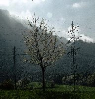 Bloom, spring, rhine, swiss, mountains, field, graubünden, graubuenden, valley, schweiz, woods, blossom, pylons, agriculture, countryside, town, switzerland, meadow, tree