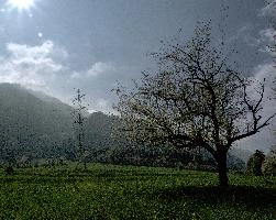 Cherry, spring, rhine, swiss, mountains, field, graubünden, graubuenden, valley, schweiz, woods, blossom, pylons, agriculture, countryside, town, switzerland, meadow, tree