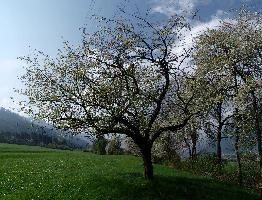 Cherry, chur, graubünden, white, plankis, meadow, blossom, alpine, graubuenden, grisons, daylight, schweiz, fresh, sunny, spring, mountains, flowering, alps, flowers, foliage, orchard, switzerland, cherry, fruit, trees, swiss, sprouting