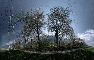 Blossom, chur, graubünden, white, plankis, meadow, blossom, alpine, graubuenden, grisons, daylight, schweiz, fresh, sunny, spring, mountains, flowering, alps, flowers, foliage, orchard, switzerland, cherry, fruit, trees, swiss, sprouting