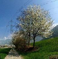 Blossom in Plankis, chur, graubünden, cherry, white, meadow, blossom, alpine, graubuenden, grisons, daylight, schweiz, fresh, sunny, spring, mountains, flowering, alps, flowers, foliage, orchard, switzerland, plankis, fruit, trees, swiss, sprouting