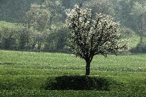 Cherry Blossom in Plankis, chur, graubünden, white, plankis, meadow, blossom, alpine, graubuenden, grisons, daylight, schweiz, fresh, sunny, spring, mountains, flowering, alps, flowers, foliage, orchard, switzerland, cherry, fruit, trees, swiss, sprouting