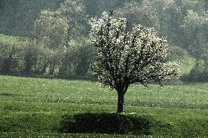 Cherry Blossom in Plankis, chur, graubünden, white, plankis, meadow, blossom, alpine, graubuenden, grisons, daylight, schweiz, fresh, sunny, spring, mountains, flowering, alps, flowers, foliage, orchard, switzerland, cherry, fruit, trees, swiss, sprouting