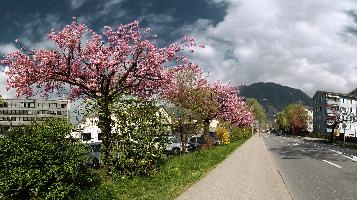 Cherries, chur, tree, flowers, cherry, centre, blossom, daylight, graubuenden, flowering, schweiz, station, spring, sunshine, street, bright, urban, offices, graubünden, pink, police, west, sunny, town