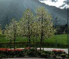 Blossom at ARGO, chur, white, argo, tulips, ornamental, blossom, graubuenden, trees, schweiz, cherry, spring, blooming, swiss, mountains, fresh, plankis, garden, early, lush, switzerland, alps