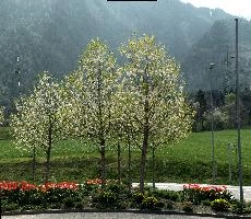 Blossom at ARGO, chur, white, argo, tulips, ornamental, blossom, graubuenden, trees, schweiz, cherry, spring, blooming, swiss, mountains, fresh, plankis, garden, early, lush, switzerland, alps