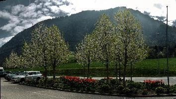 Blossom at ARGO, chur, white, argo, tulips, ornamental, blossom, graubuenden, trees, schweiz, cherry, spring, blooming, swiss, mountains, fresh, plankis, garden, early, lush, switzerland, alps