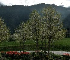 Blossom at ARGO, chur, white, argo, tulips, ornamental, blossom, graubuenden, trees, schweiz, cherry, spring, blooming, swiss, mountains, fresh, plankis, garden, early, lush, switzerland, alps