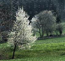 Blossom in Plankis, chur, white, argo, tulips, ornamental, blossom, graubuenden, trees, schweiz, cherry, spring, blooming, swiss, mountains, fresh, plankis, garden, early, lush, switzerland, alps