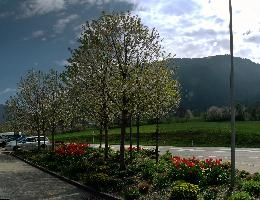 Blossom at ARGO, chur, white, argo, tulips, ornamental, blossom, graubuenden, trees, schweiz, cherry, spring, blooming, swiss, mountains, fresh, plankis, garden, early, lush, switzerland, alps