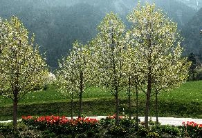 Blossom at ARGO, chur, white, argo, tulips, ornamental, blossom, graubuenden, trees, schweiz, cherry, spring, blooming, swiss, mountains, fresh, plankis, garden, early, lush, switzerland, alps