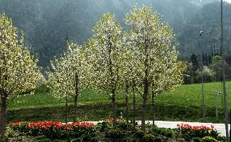 Blossom in ARGO, chur, white, argo, tulips, ornamental, blossom, graubuenden, trees, schweiz, cherry, spring, blooming, swiss, mountains, fresh, plankis, garden, early, lush, switzerland, alps
