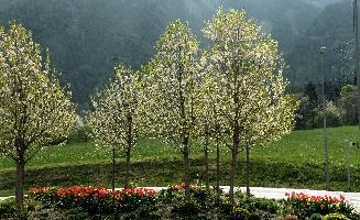 Blossom in ARGO, chur, white, argo, tulips, ornamental, blossom, graubuenden, trees, schweiz, cherry, spring, blooming, swiss, mountains, fresh, plankis, garden, early, lush, switzerland, alps